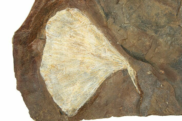 Paleocene Fossil Ginkgo Leaf - North Dakota #271088